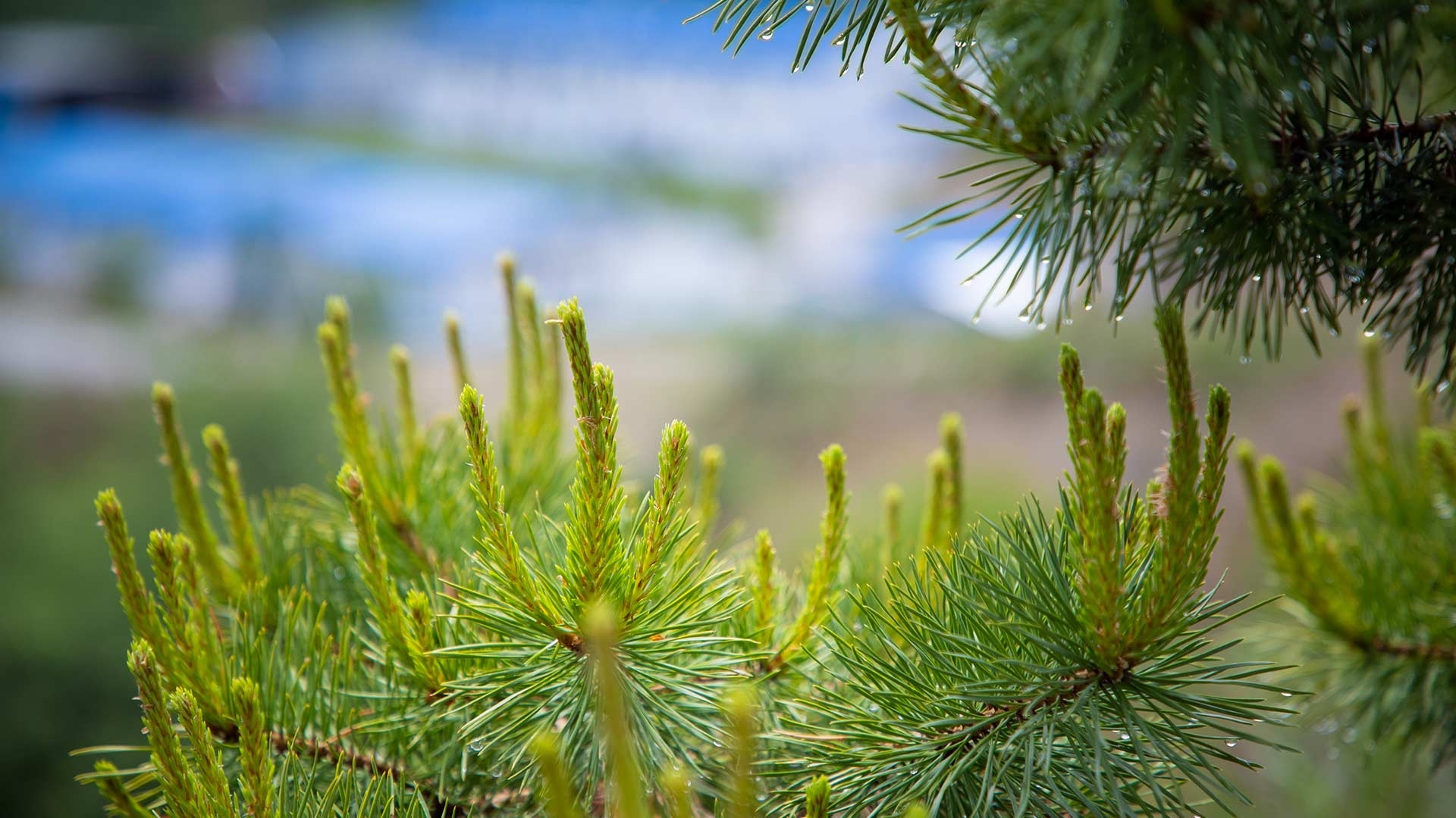 Plant survival study in dry steppe conditions