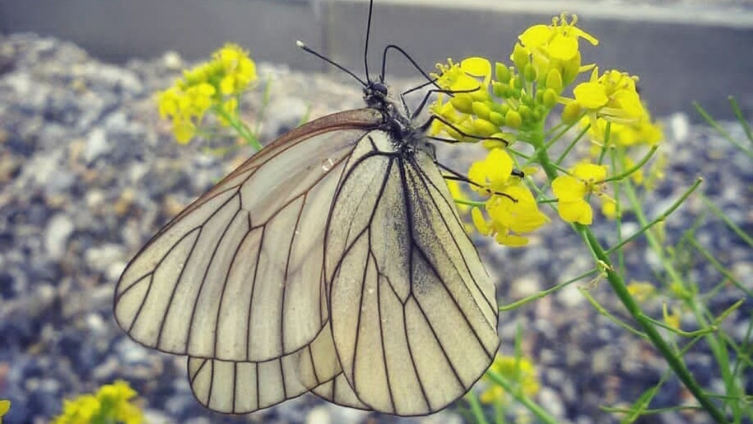 Lyazzat Igibayeva Butterfly.jpg