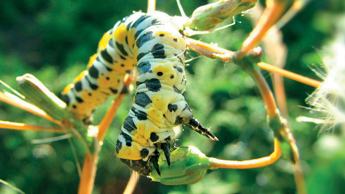 papilio-machaon.jpg